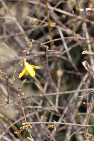 first signs of spring | madeline made